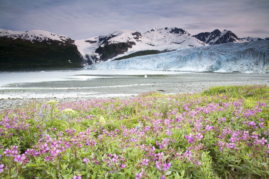 Harriman Glacier on the Prince William Sound Helicopter Tour - Heli Alaska