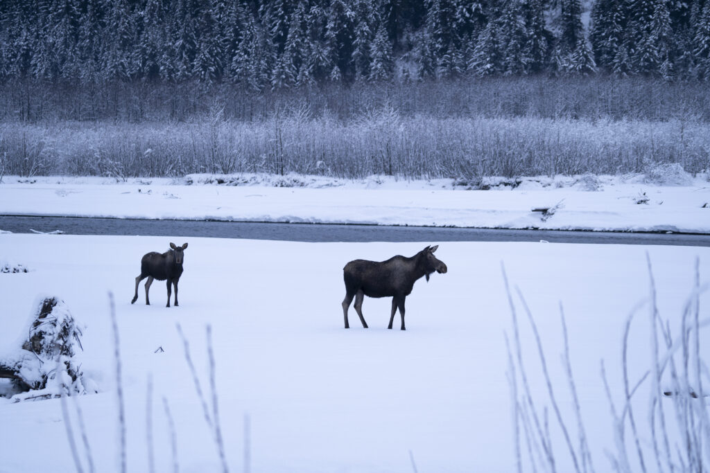 Moose in Alaska - HeliAlaska