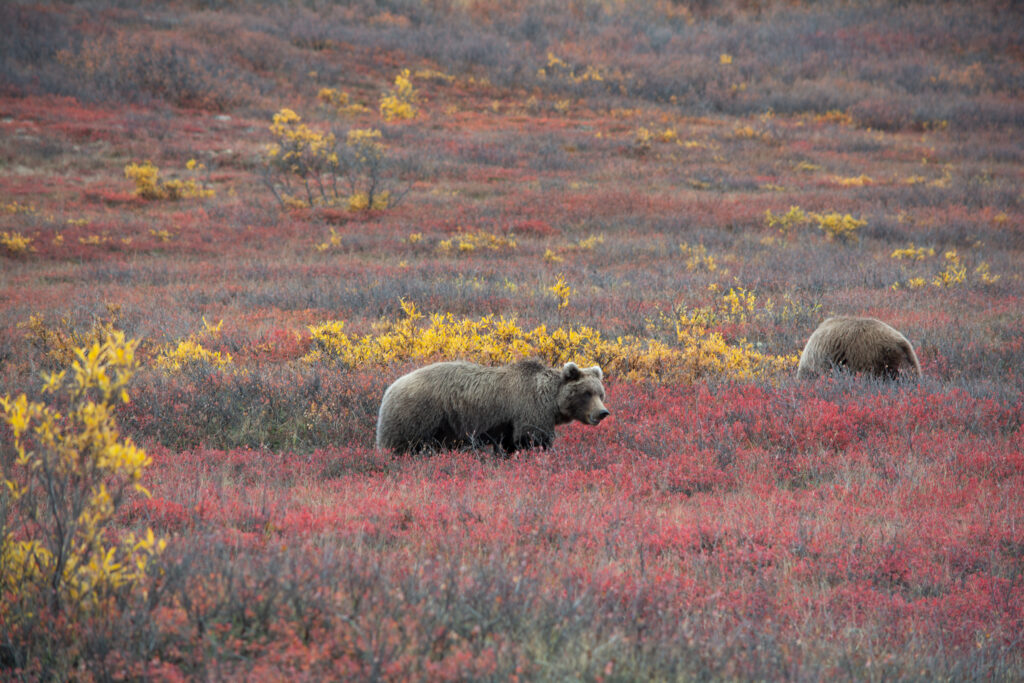 Grizzly Bears in Alaska - HeliAlaska