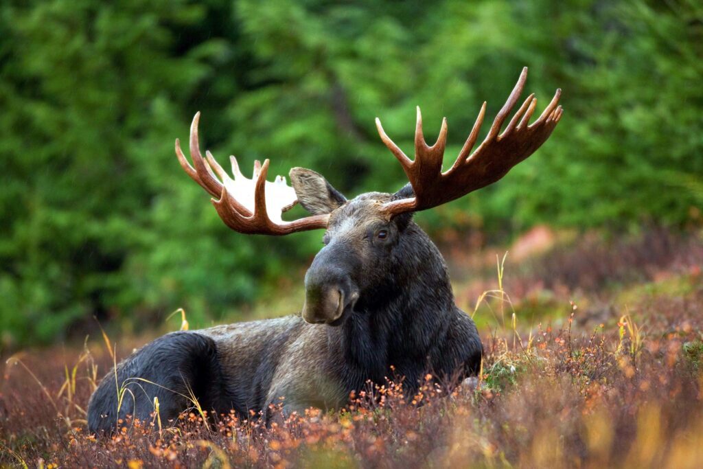 Moose seen in Alaska - HeliAlaska
