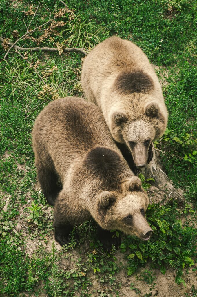 Grizzly Bears seen in Alaska - HeliAlaska