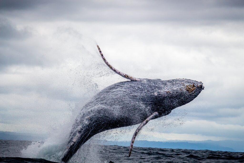 HeliAlaska - Whale Watching