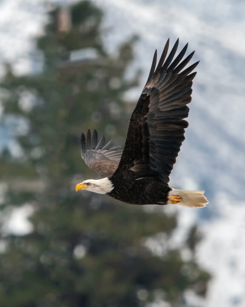 Heli Alaska - Bald Eagle