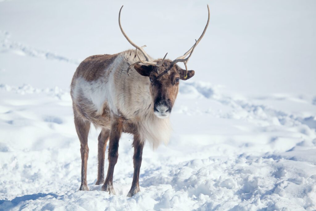 Heli Alaska - Caribou in snow