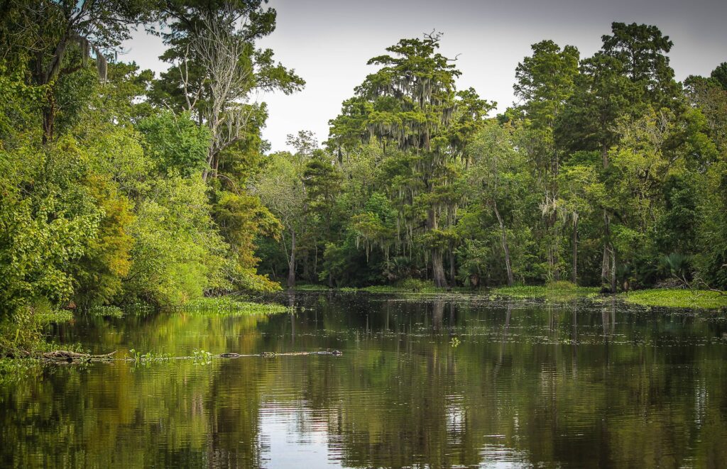 Swamp in Louisiana