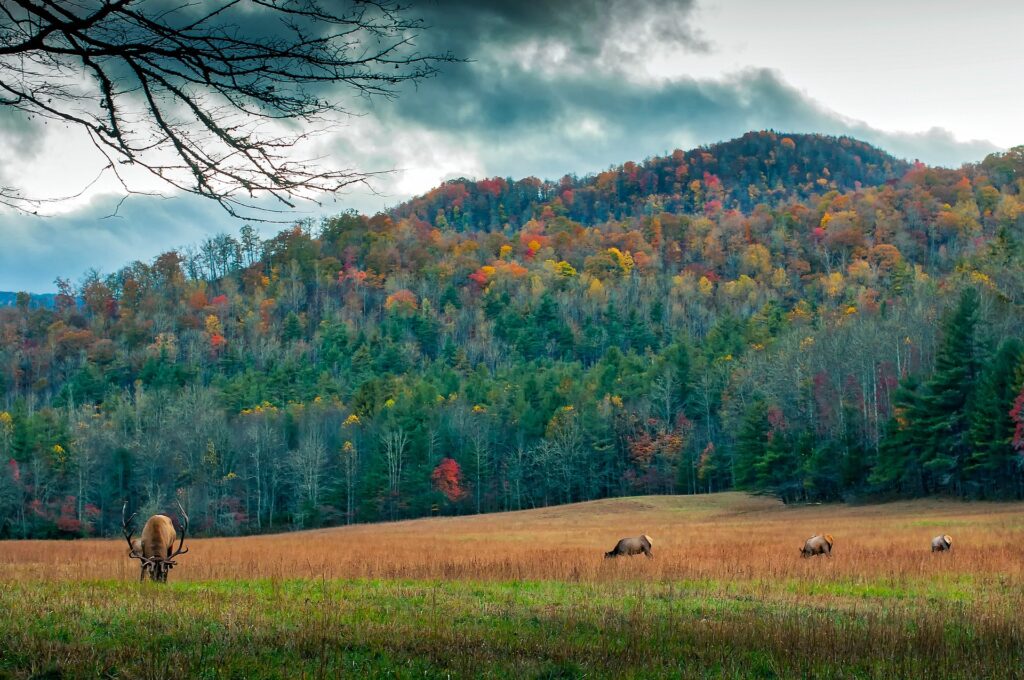 Meadow in North Carolina